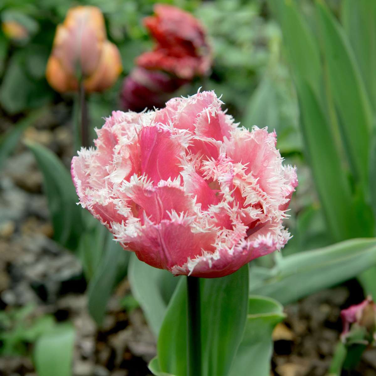 Tulipa 'Queensland' - 20er-Set - Tulpenzwiebeln - Rosa, Weiß