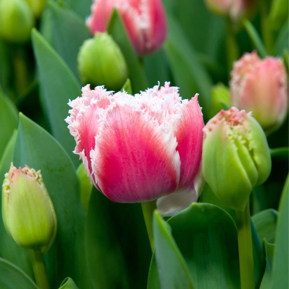 Tulipa 'Queensland' - 20er-Set - Tulpenzwiebeln - Rosa, Weiß