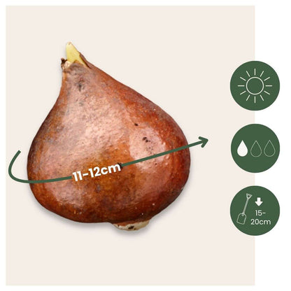 Tulipa 'Queensland' - 20er-Set - Tulpenzwiebeln - Rosa, Weiß