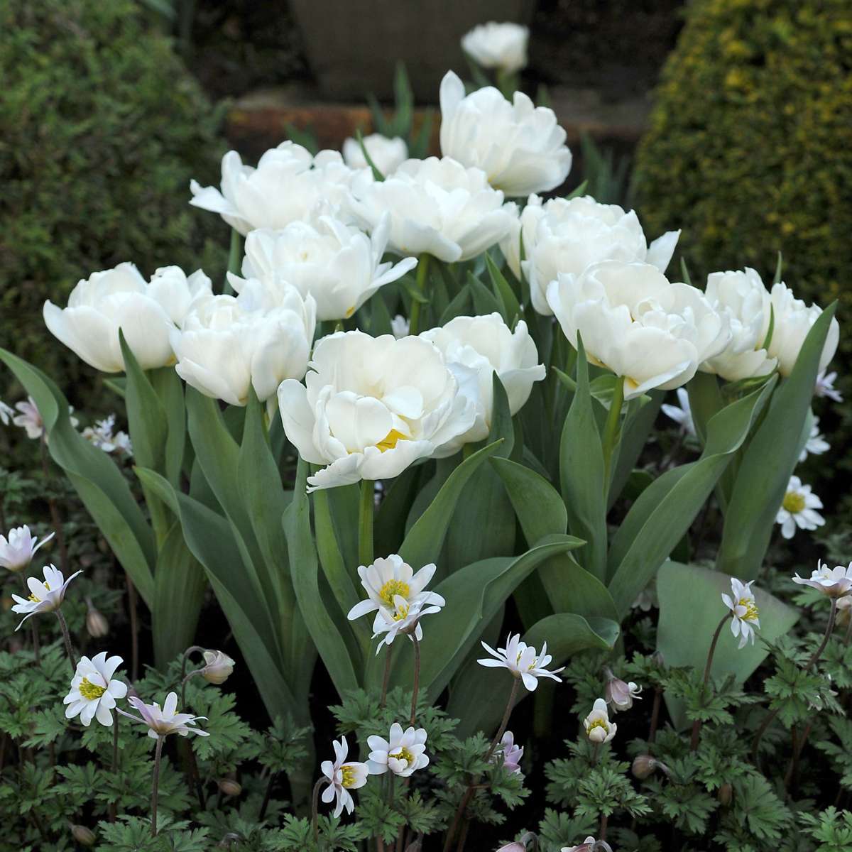 Tulipa 'Snow Crystal' - 10 Stück - Tulpenzwiebeln - Weiß