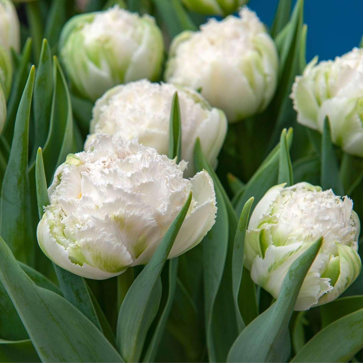 Tulipa 'Snow Crystal' - 10 Stück - Tulpenzwiebeln - Weiß