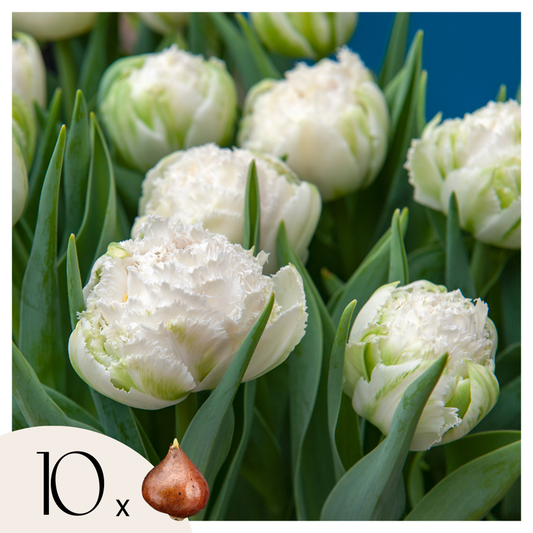 Tulipa 'Snow Crystal' - 10 Stück - Tulpenzwiebeln - Weiß