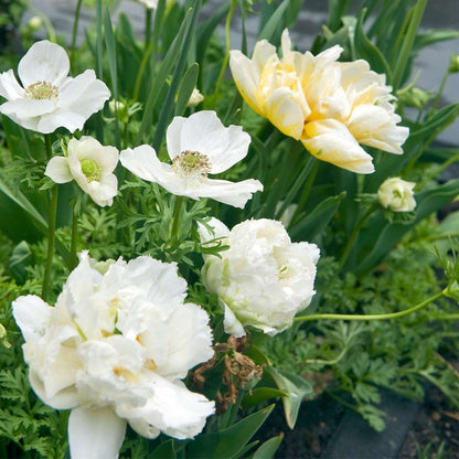 Tulipa 'Snow Crystal' - 15 Stück - Tulpenzwiebeln - Weiß