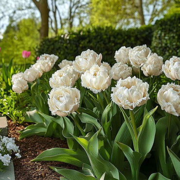 Tulipa 'Snow Crystal' - 20 Stück - Tulpenzwiebeln - Weiß