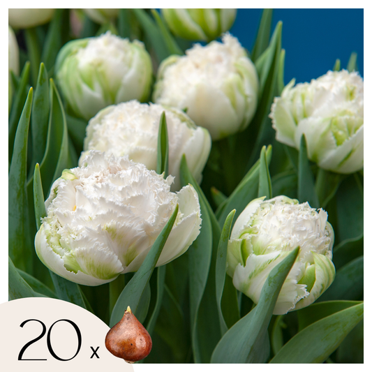 Tulipa 'Snow Crystal' - 20 Stück - Tulpenzwiebeln - Weiß