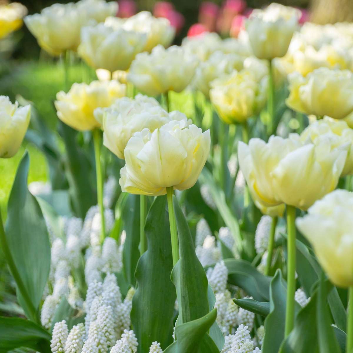 Tulipa 'Avant Garde' - 14er-Set - Tulpe - Gelb