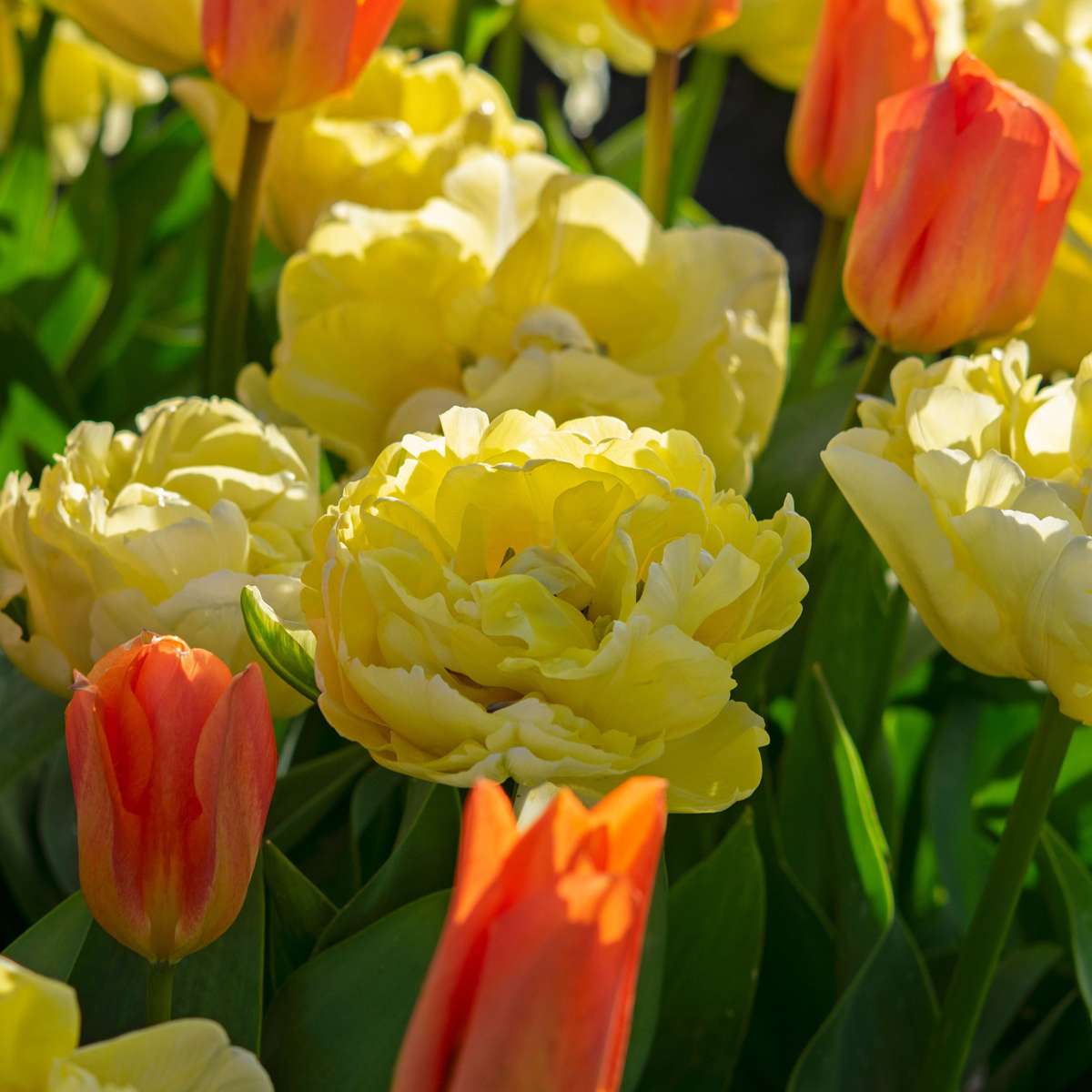Tulipa 'Avant Garde' - 14er-Set - Tulpe - Gelb