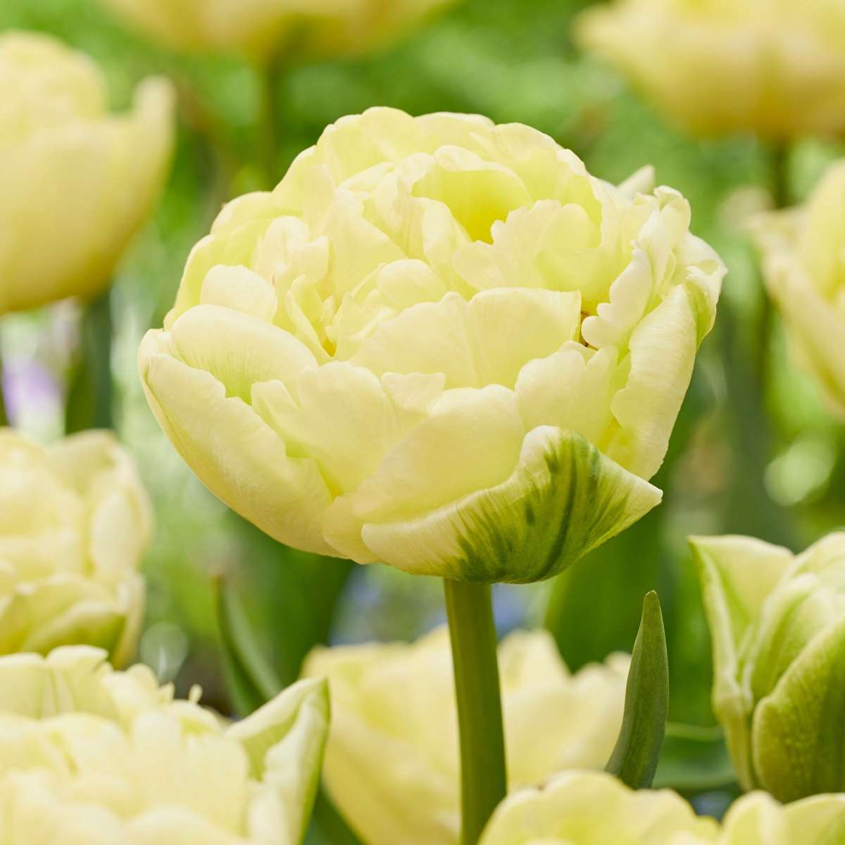 Tulipa 'Avant Garde' - 14er-Set - Tulpe - Gelb