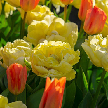 Tulipa 'Avant Garde' - 21er-Set - Tulpe - Gelb