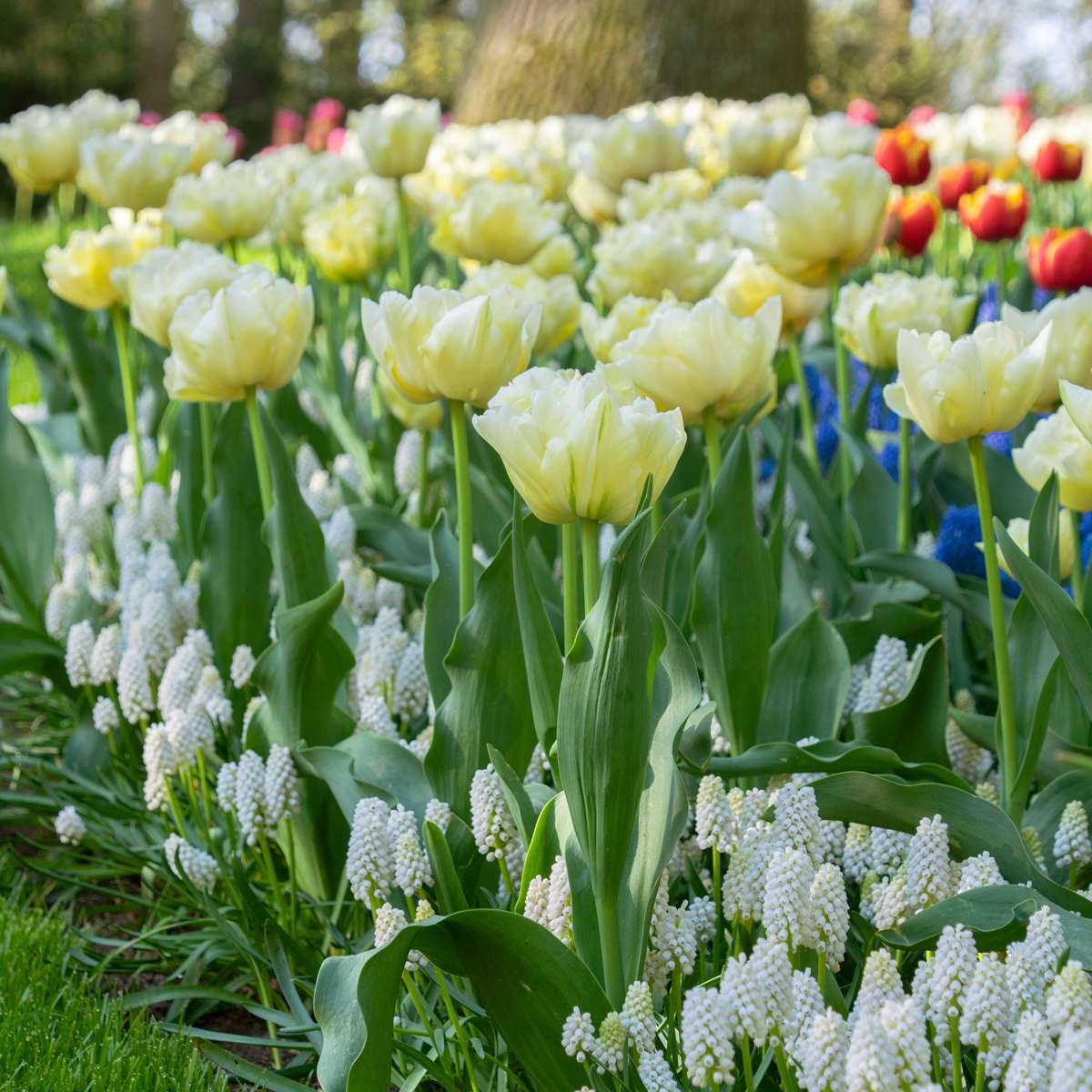 Tulipa 'Avant Garde' - 21er-Set - Tulpe - Gelb