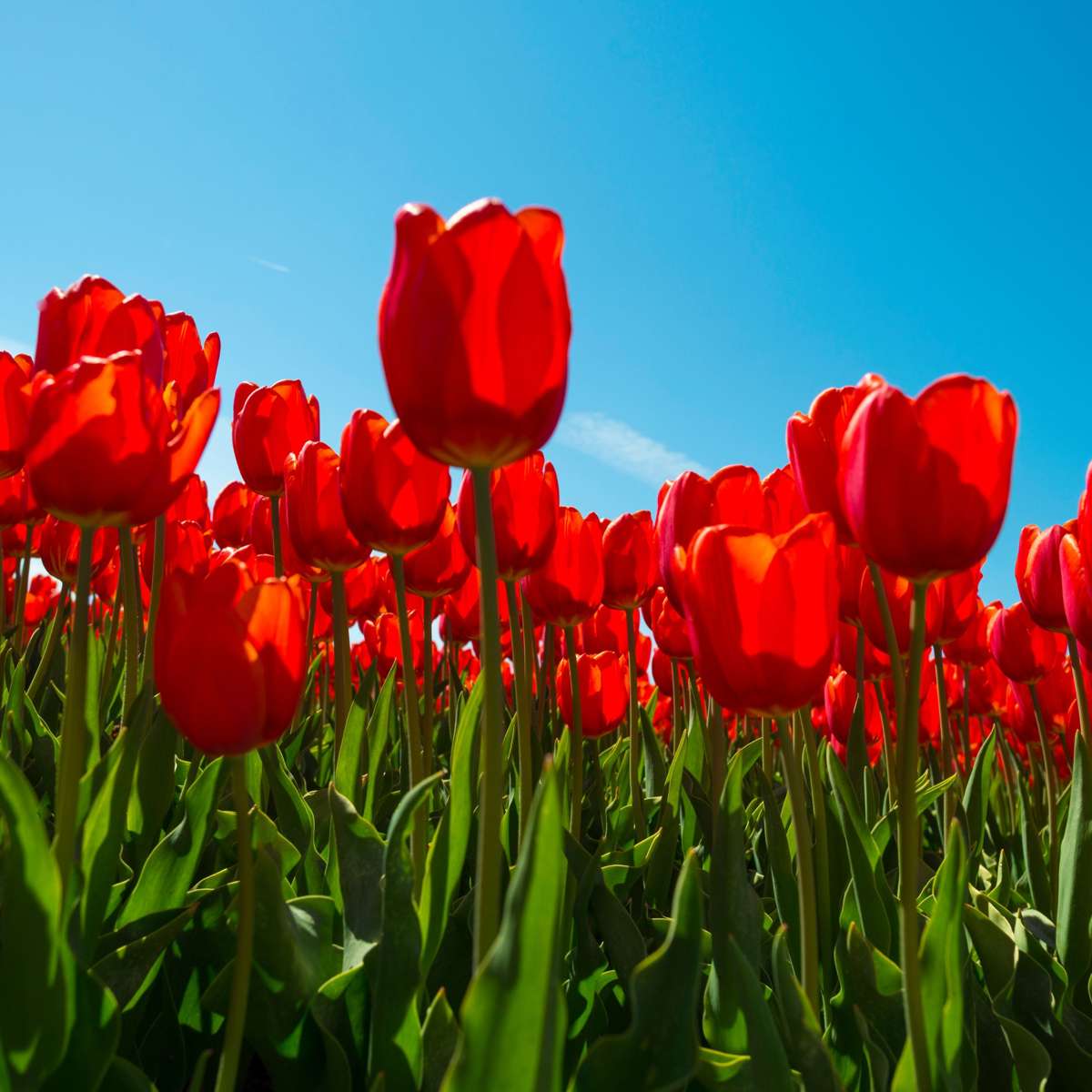 Tulipa 'Red Impression' - 14er-Set - Tulpenzwiebeln