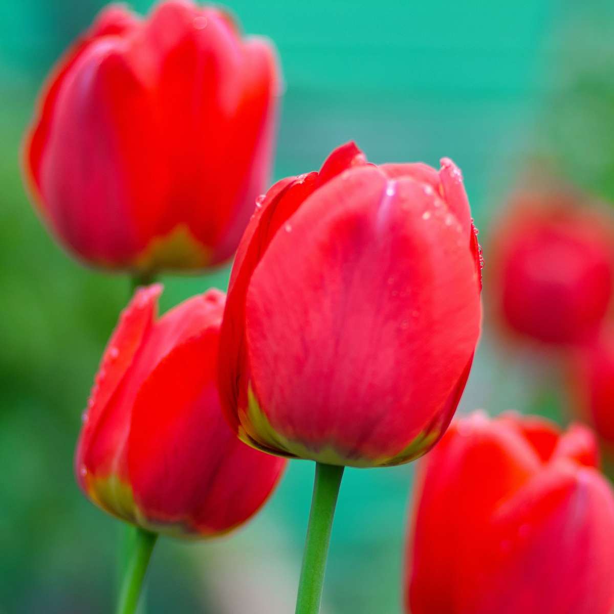 Tulipa 'Red Impression' - 14er-Set - Tulpenzwiebeln