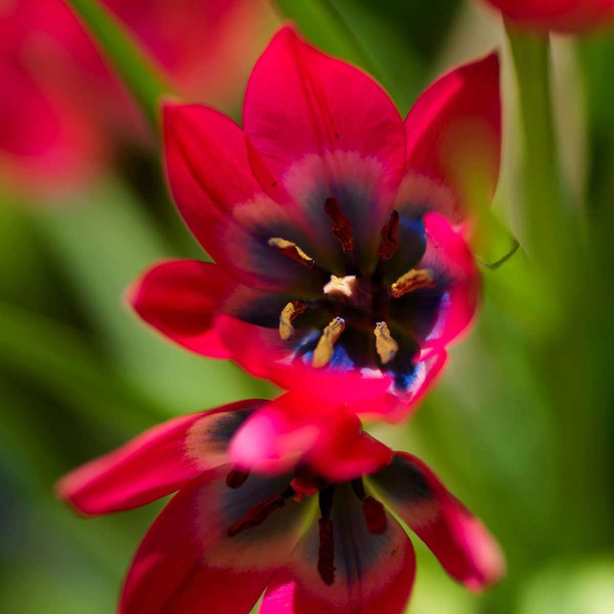 Tulipa 'Little Beauty' - Tulpenzwiebeln - 40er-Set - Rot