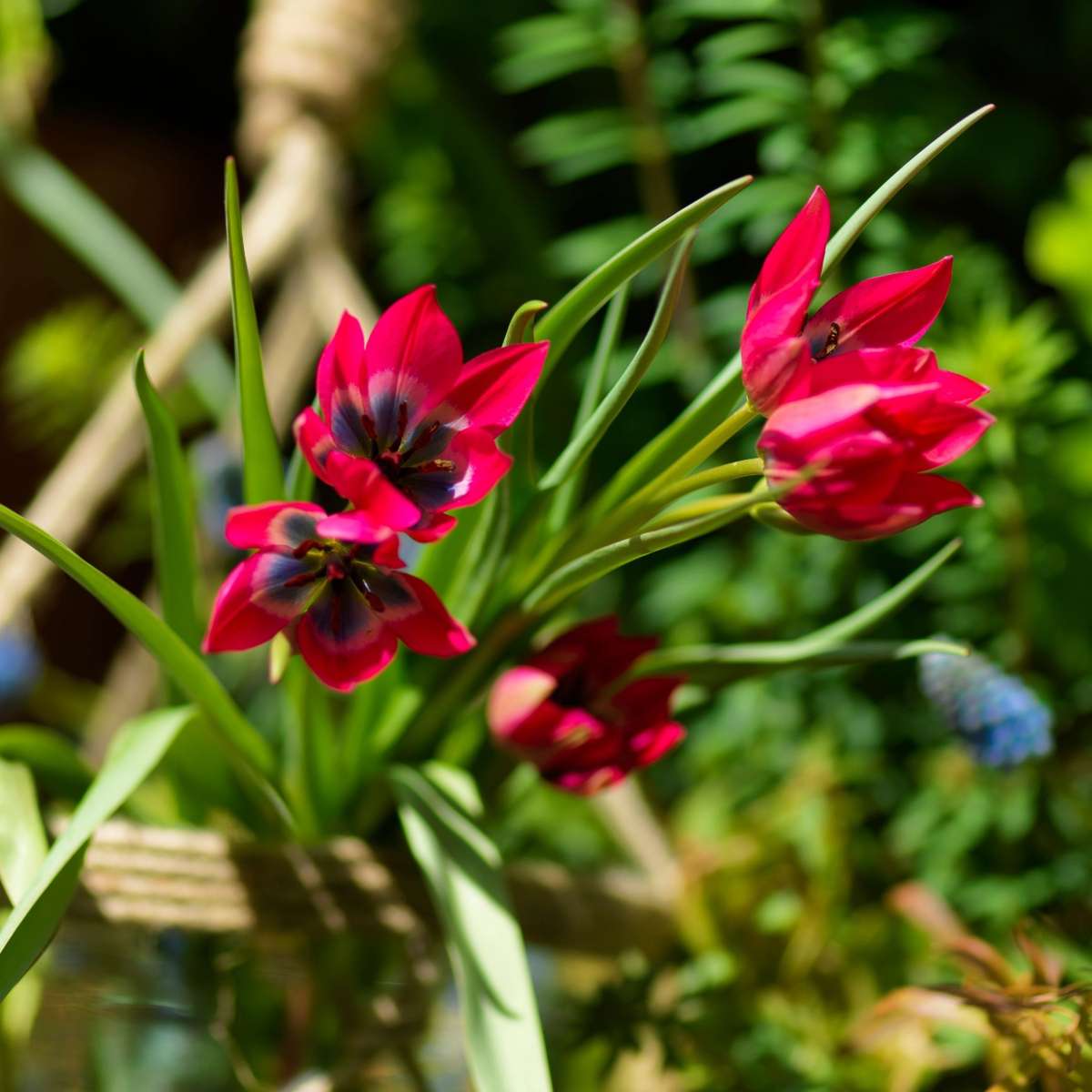 Tulipa 'Little Beauty' - Tulpenzwiebeln - 40er-Set - Rot