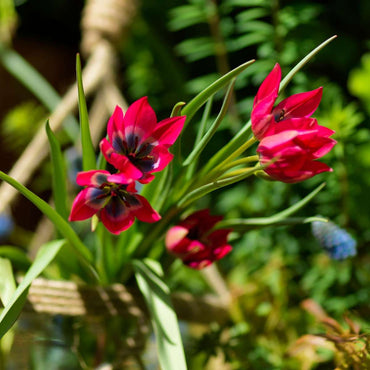 Tulipa 'Little Beauty' - Tulpenzwiebeln - 40er-Set - Rot