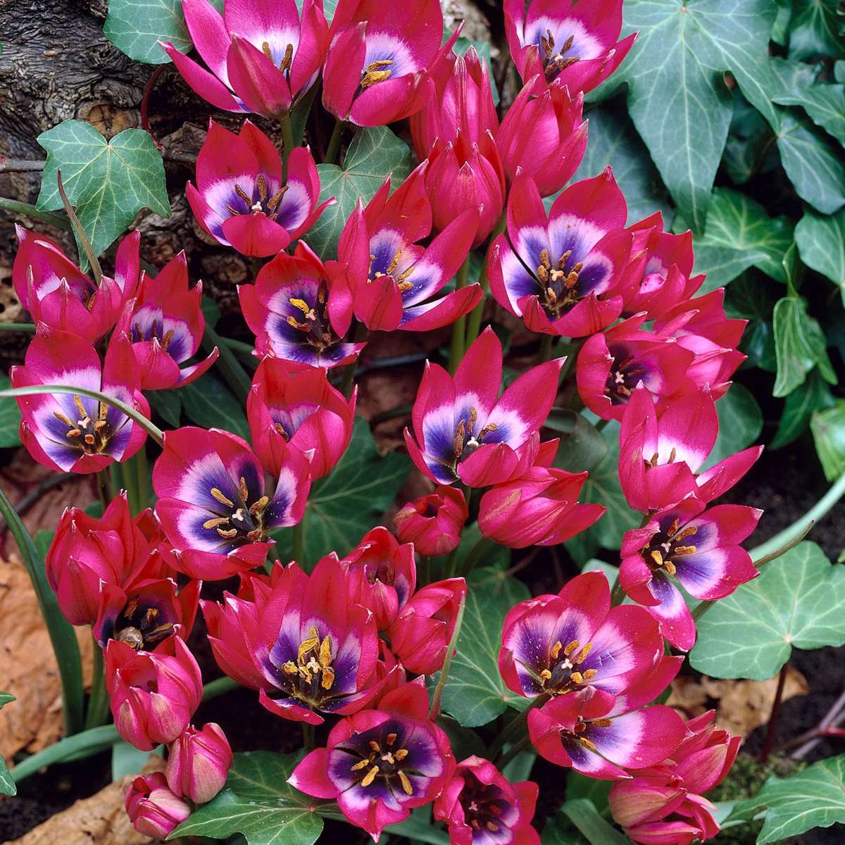 Tulipa 'Little Beauty' - Tulpenzwiebeln - 40er-Set - Rot