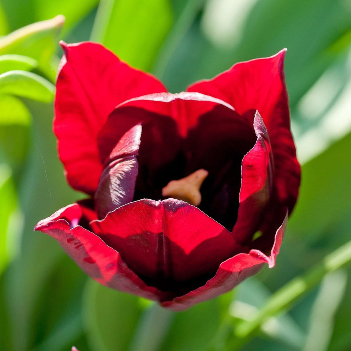 Tulipa 'Little Beauty' - Tulpenzwiebeln - 40er-Set - Rot