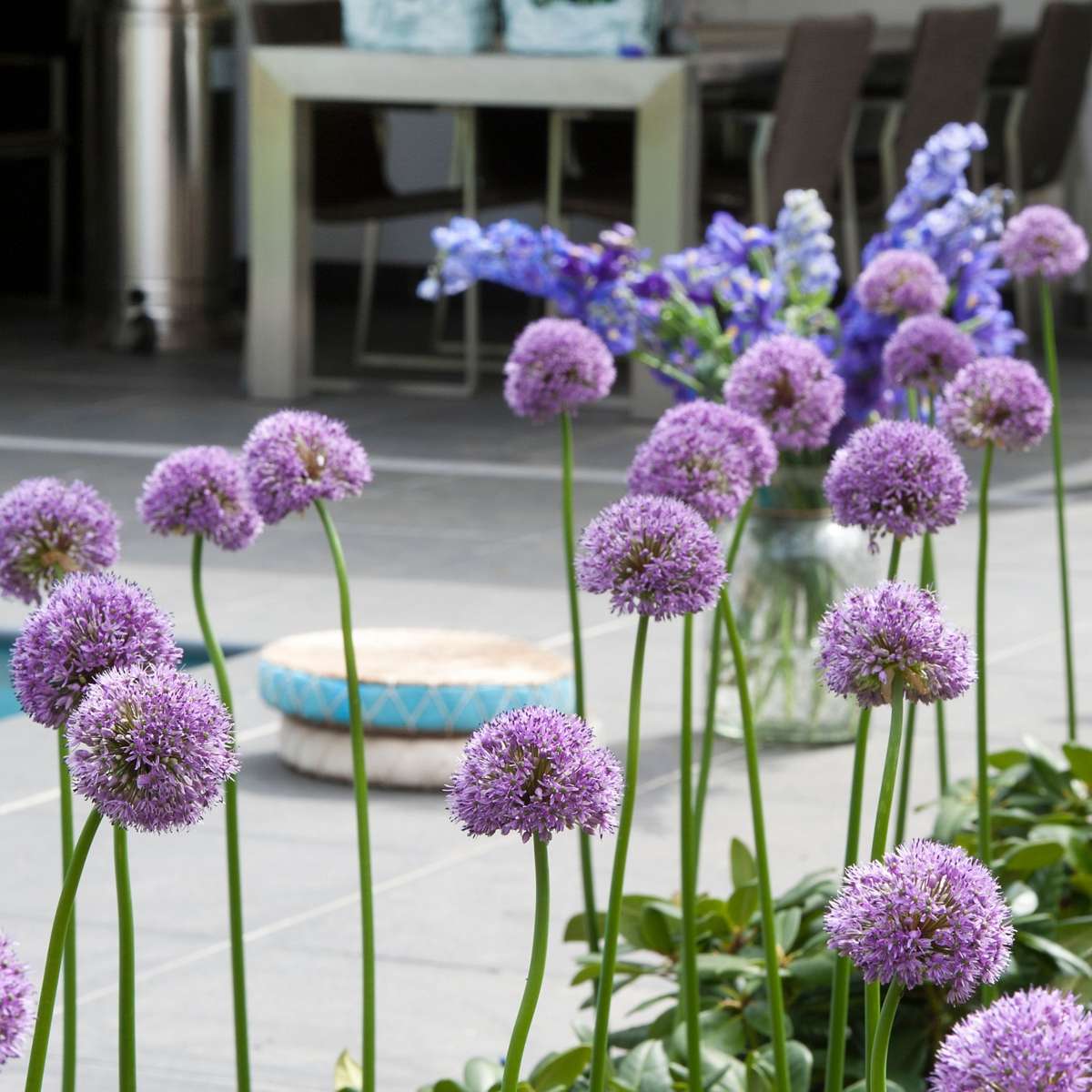 Allium Gladiator - 16er-Set - Zierlauchblumenzwiebeln