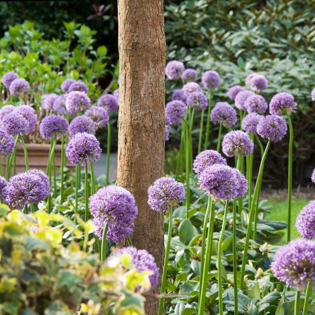 Allium Gladiator - 16er-Set - Zierlauchblumenzwiebeln