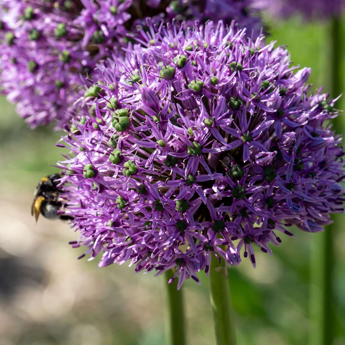 Allium Gladiator - 16er-Set - Zierlauchblumenzwiebeln