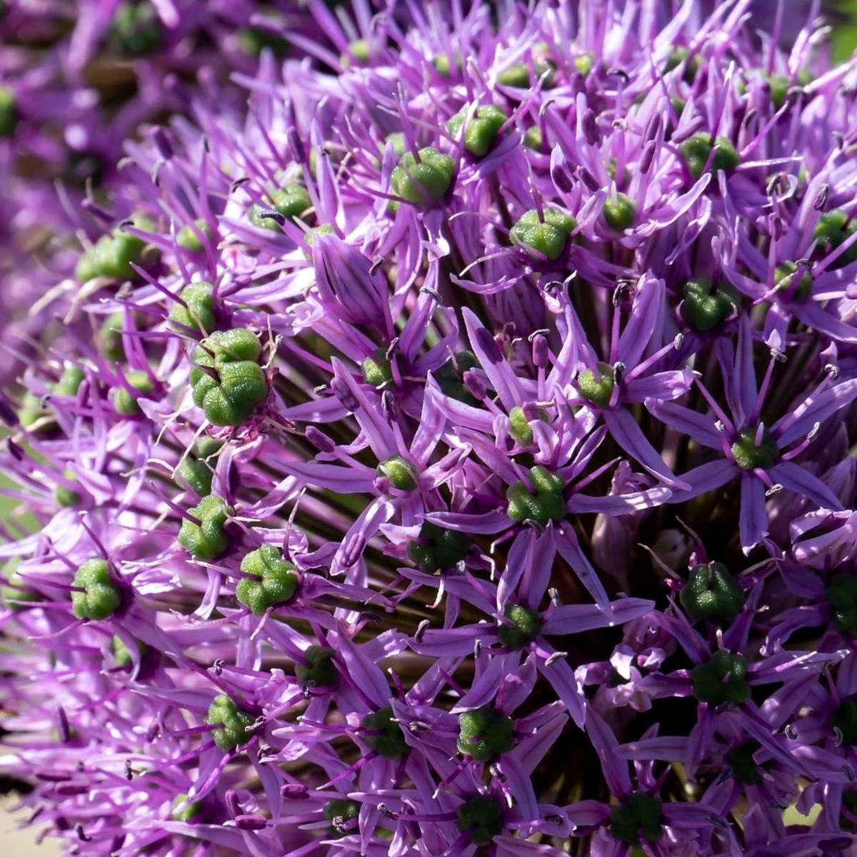 Allium Gladiator - 16er-Set - Zierlauchblumenzwiebeln