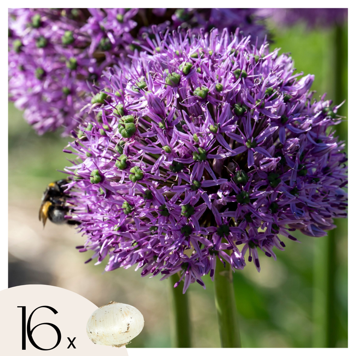 Allium Gladiator - 16er-Set - Zierlauchblumenzwiebeln