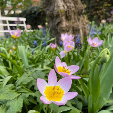 Tulipa bakeri 'Lilac Wonder' - 100 Stück - Blumenzwiebeln