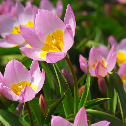 Tulipa bakeri 'Lilac Wonder' - 100 Stück - Blumenzwiebeln