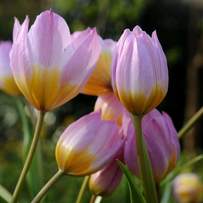 Tulipa bakeri 'Lilac Wonder' - 100 Stück - Blumenzwiebeln