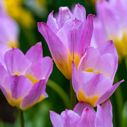 Tulipa bakeri 'Lilac Wonder' - 100 Stück - Blumenzwiebeln