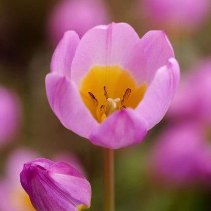 Tulipa bakeri 'Lilac Wonder' - 100 Stück - Blumenzwiebeln