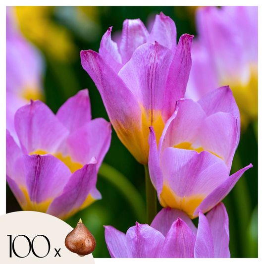 Tulipa bakeri 'Lilac Wonder' - 100 Stück - Blumenzwiebeln