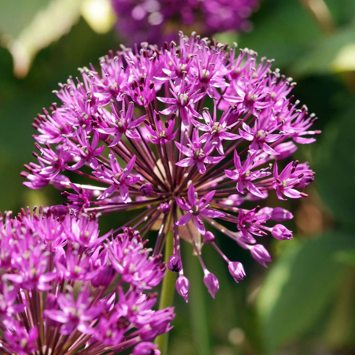 Allium Purple Sensation - 30er-Set - Blumenzwiebeln