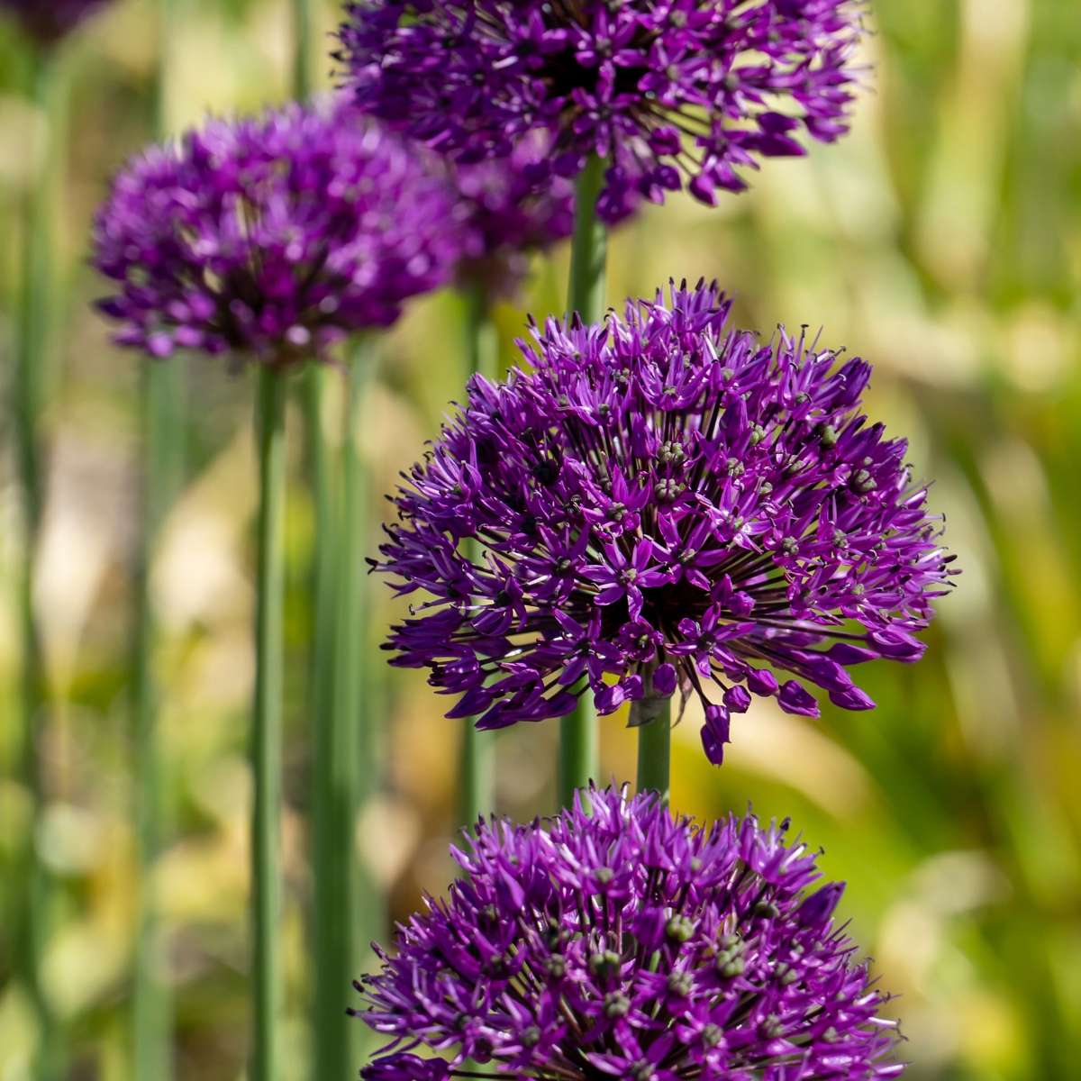 Allium Purple Sensation - 60er-Set - Blumenzwiebeln