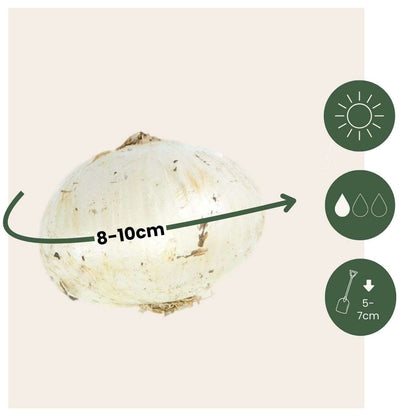 Allium Purple Sensation - 60er-Set - Blumenzwiebeln