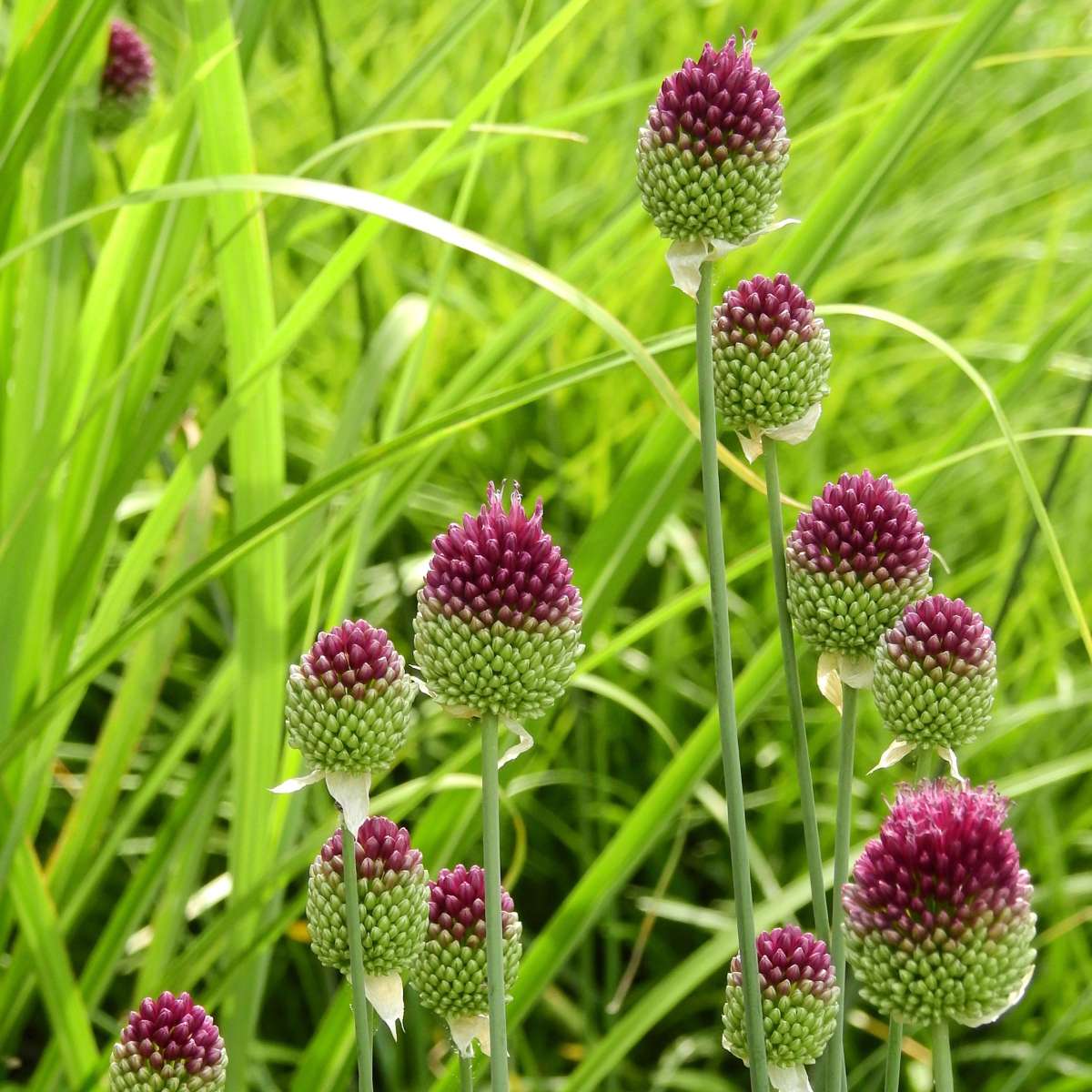 Allium Sphaerocephalon - x200 - Trommelstock - Blumenzwiebeln
