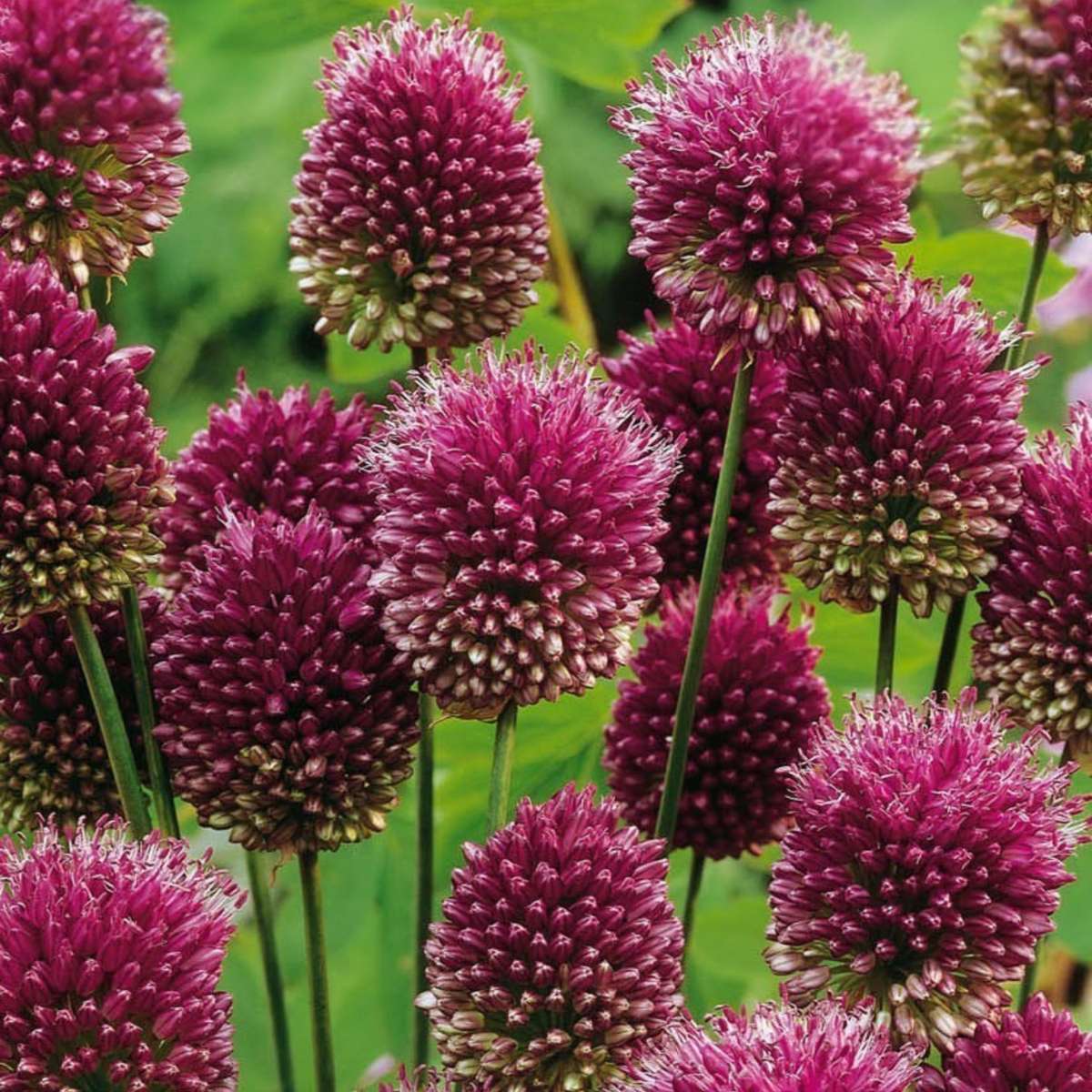 Allium Sphaerocephalon - x100 - Trommelstock - Blumenzwiebeln