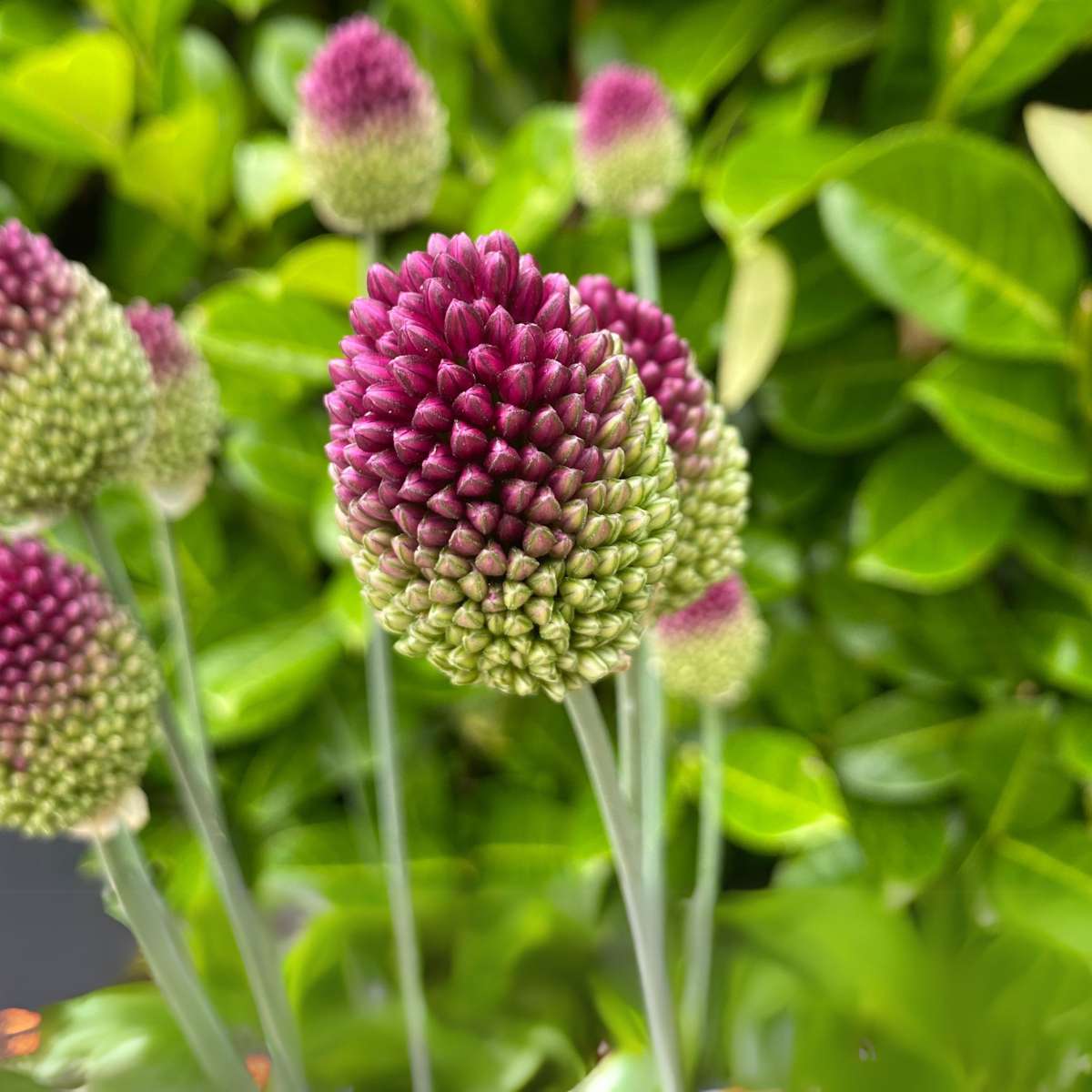 Allium Sphaerocephalon - x100 - Trommelstock - Blumenzwiebeln