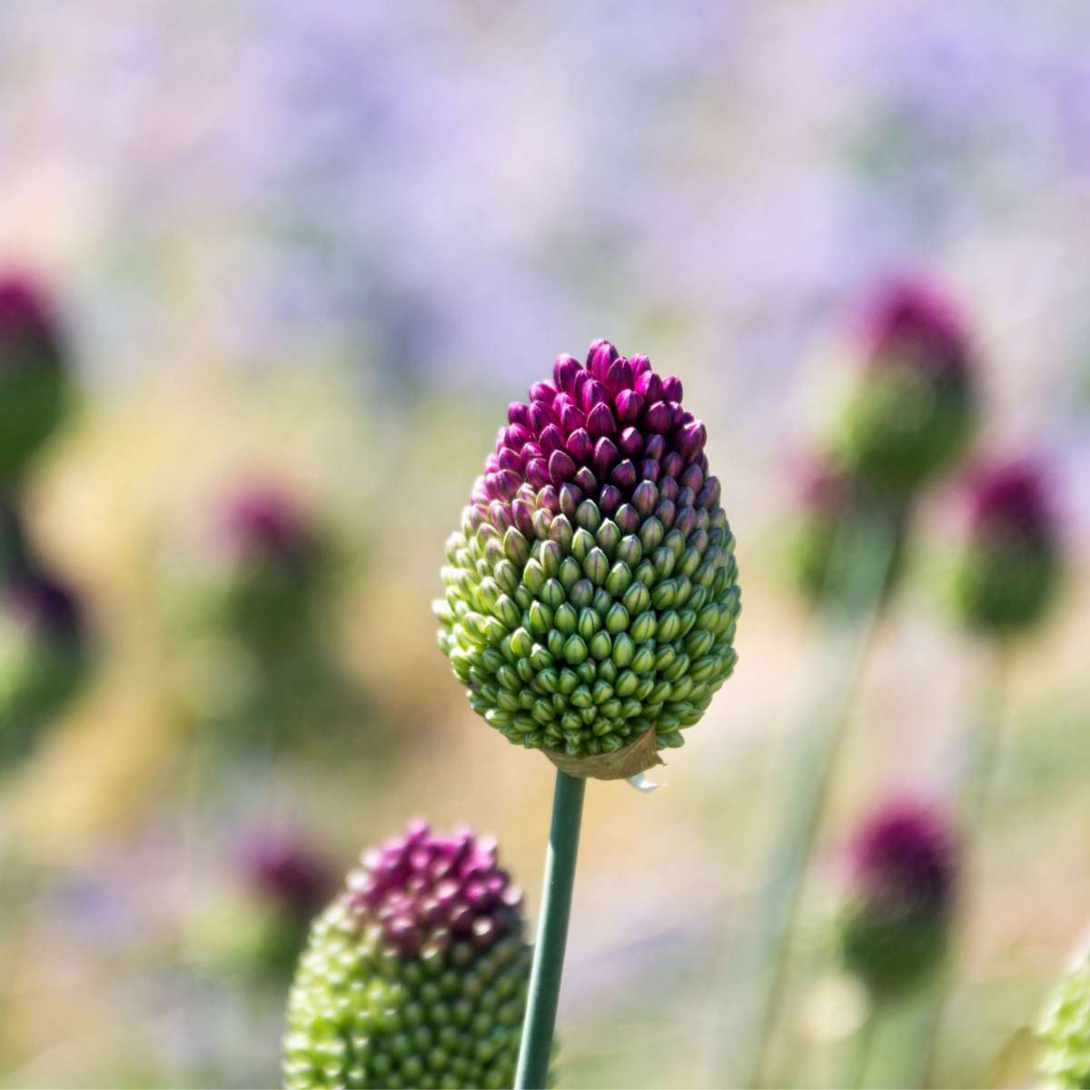 Allium Sphaerocephalon - x100 - Trommelstock - Blumenzwiebeln