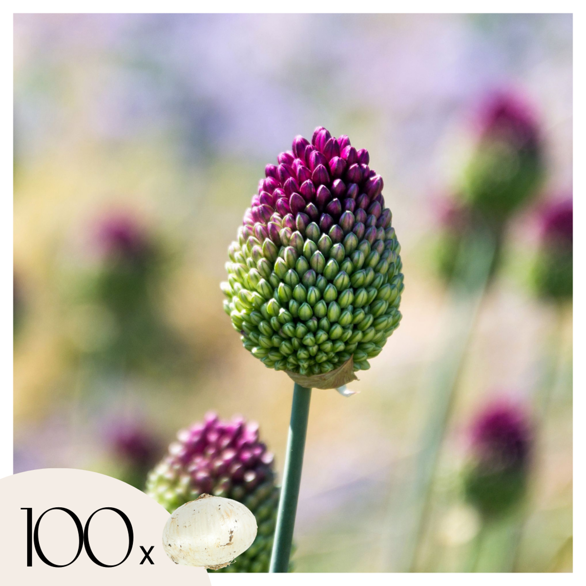 Allium Sphaerocephalon - x100 - Trommelstock - Blumenzwiebeln