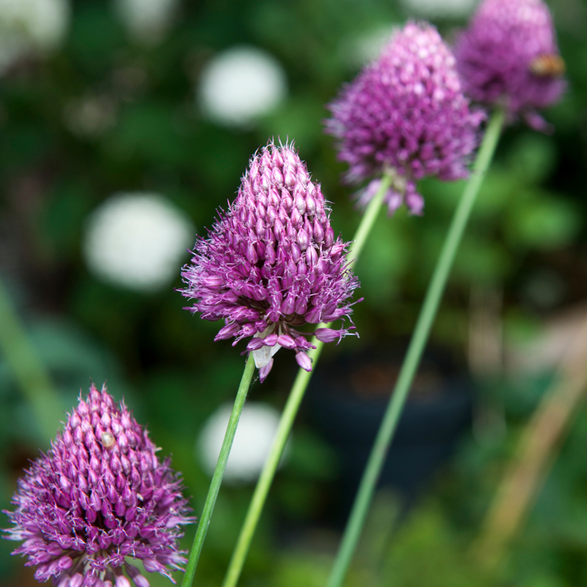 Allium Sphaerocephalon - x200 - Trommelstock - Blumenzwiebeln