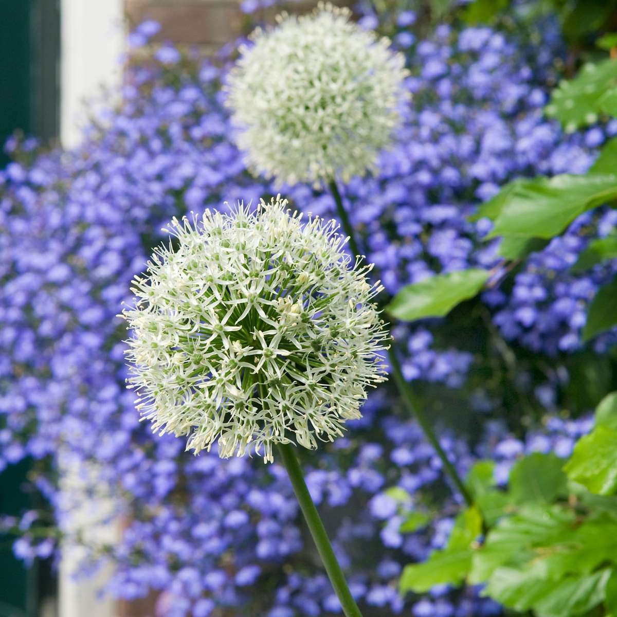Allium Mount Everest - Blumenzwiebeln - 3er-Set - Weiß