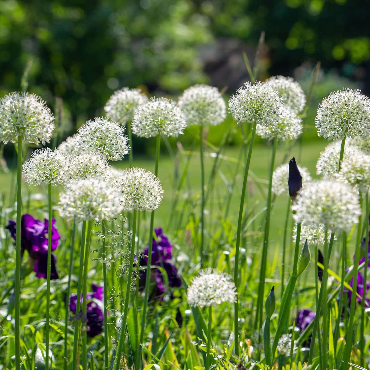 Allium Mount Everest - Blumenzwiebeln - 3er-Set - Weiß