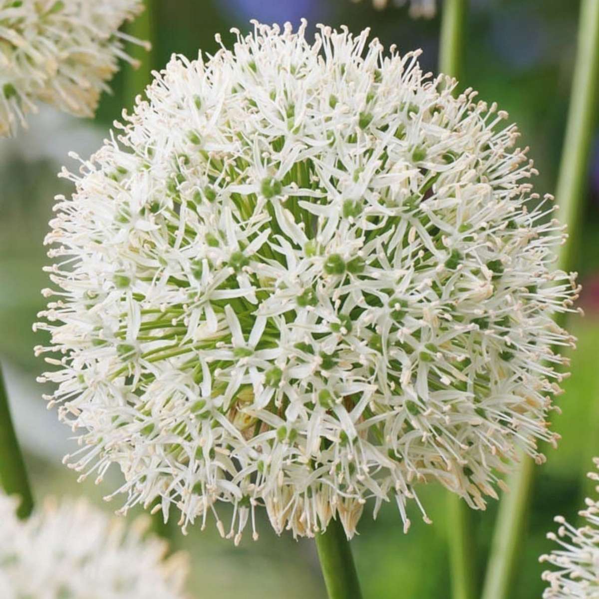 Allium Mount Everest - Blumenzwiebeln - 3er-Set - Weiß