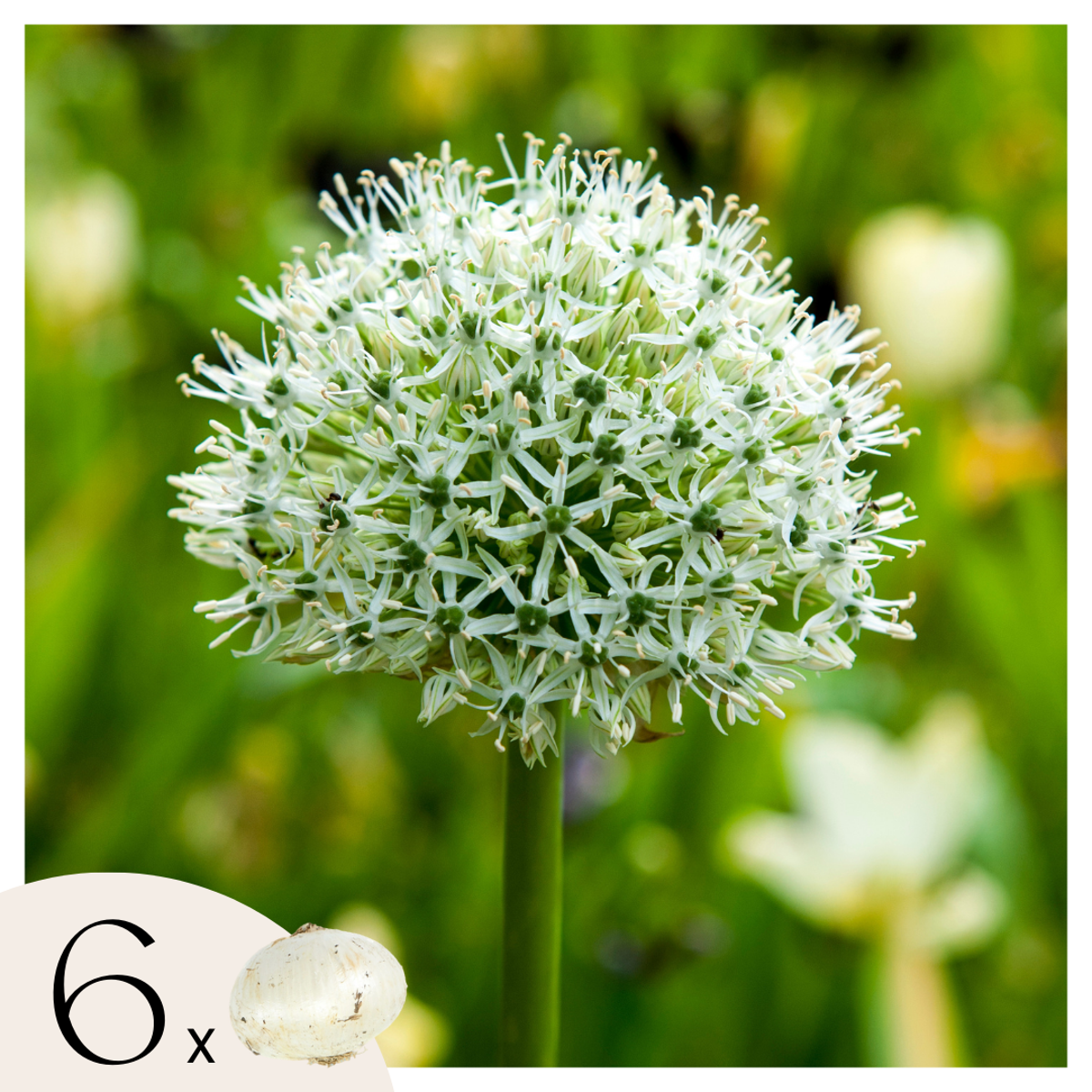 Allium Mount Everest - Blumenzwiebeln - 6er-Set - Weiß