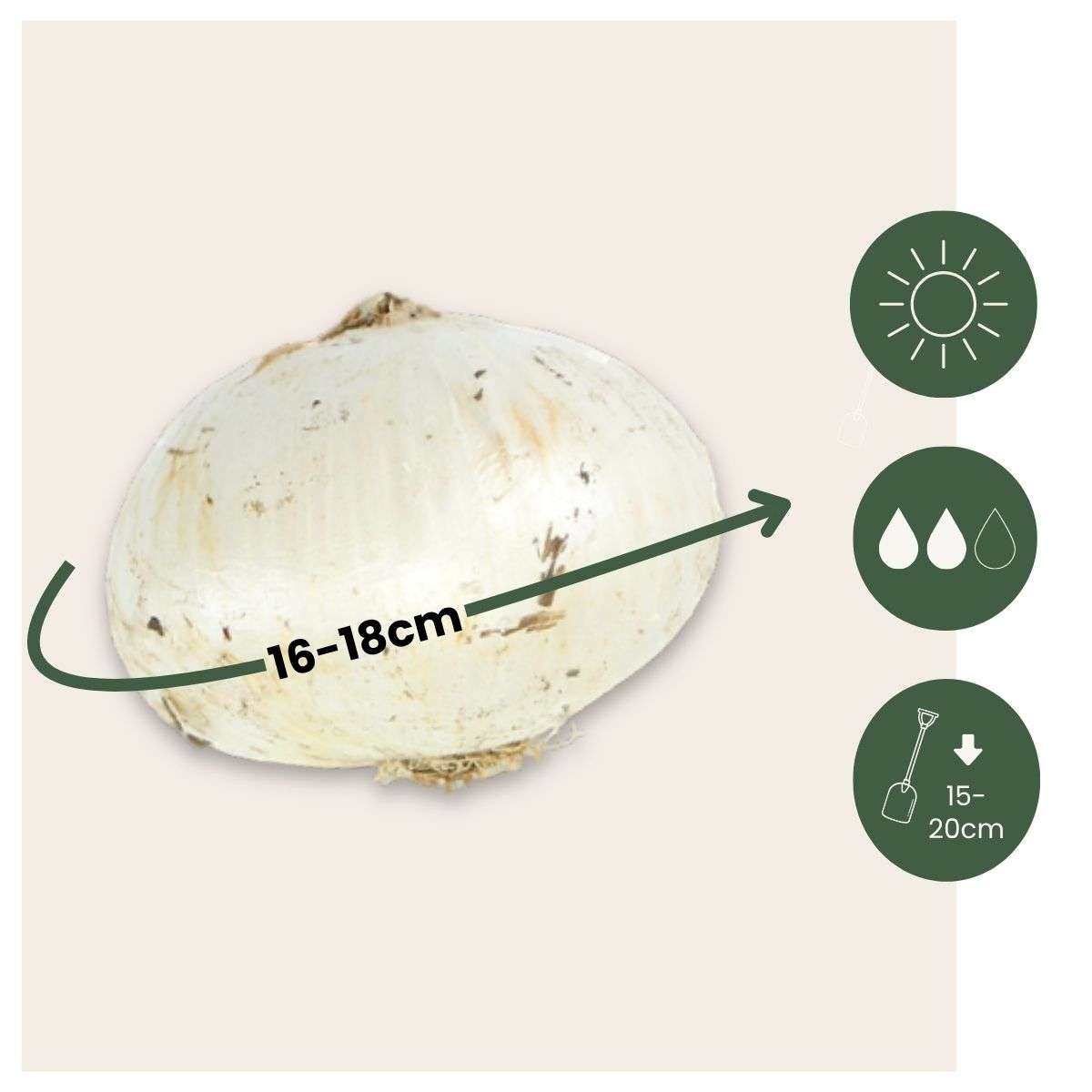 Allium Mount Everest - Blumenzwiebeln - 6er-Set - Weiß