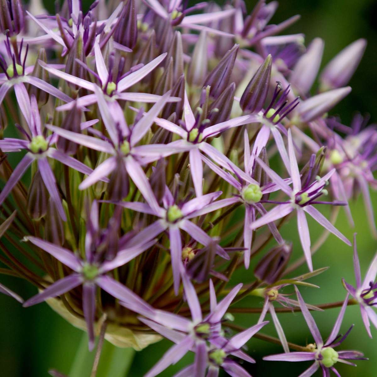 Allium Christophii - 30er Set - Blumenzwiebeln - Lila Zierlauch