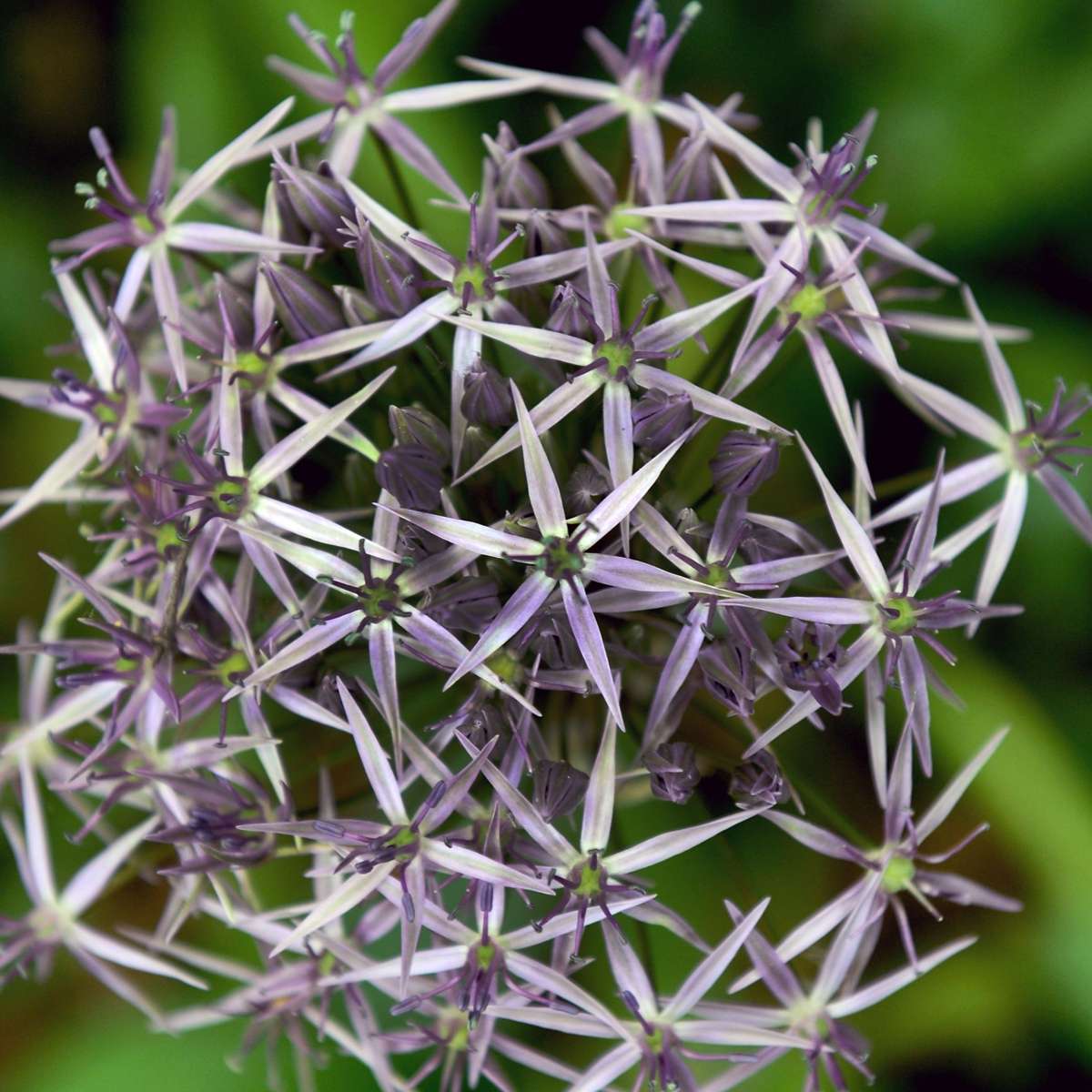 Allium Christophii - 15er Set - Blumenzwiebeln - Lila Zierlauch