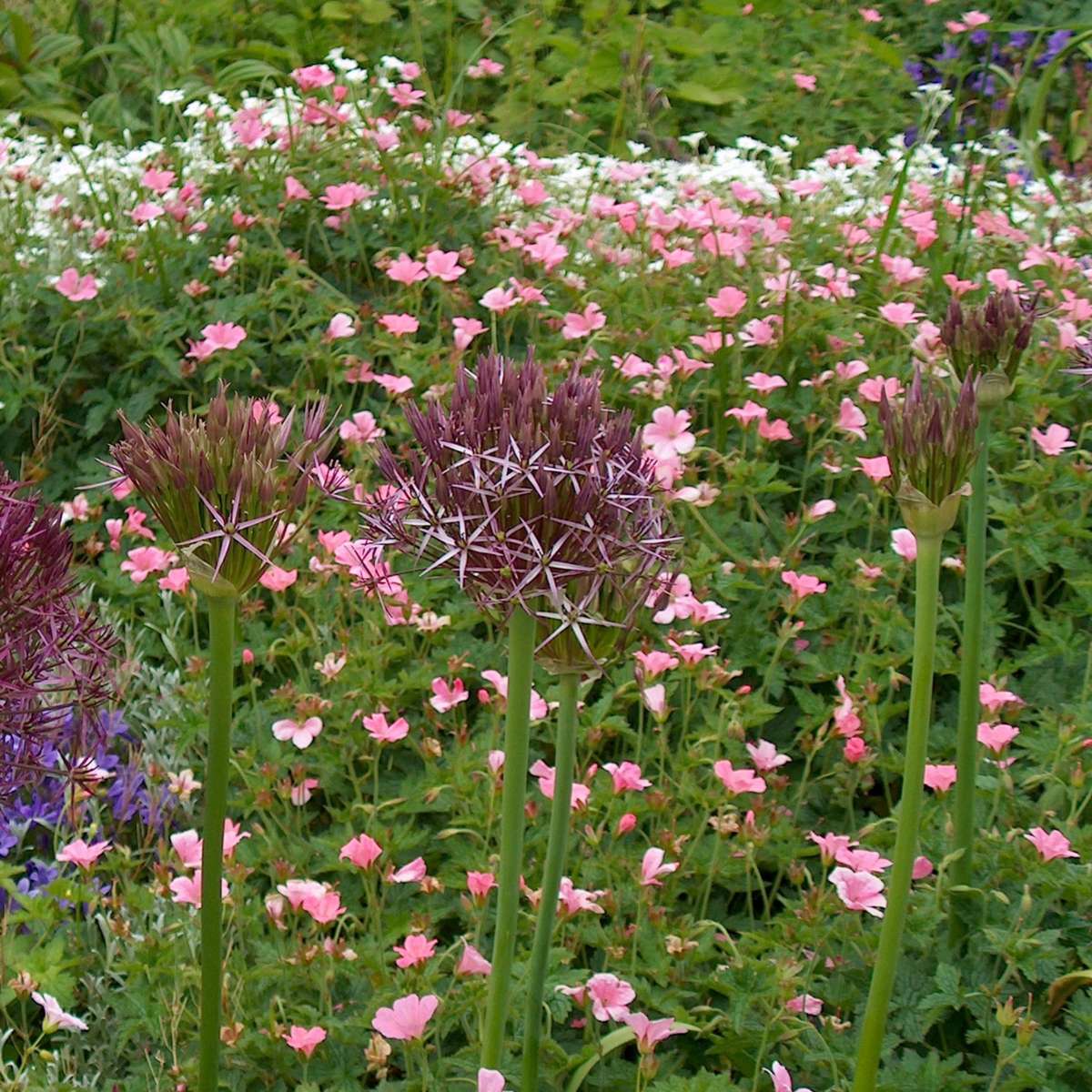 Allium Christophii - 15er Set - Blumenzwiebeln - Lila Zierlauch