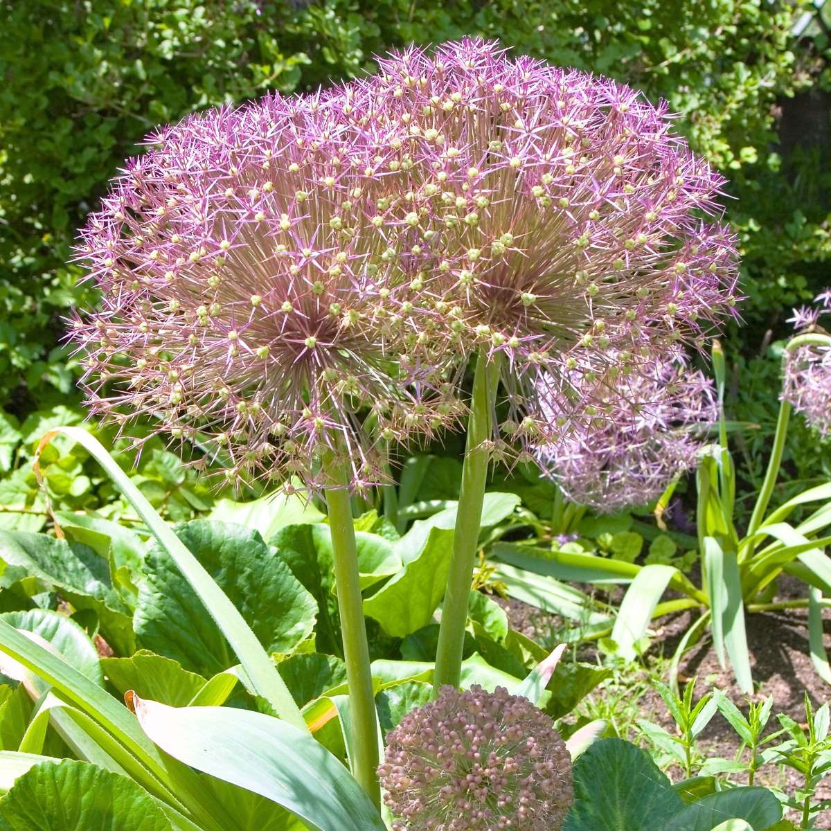 Allium Christophii - 30er Set - Blumenzwiebeln - Lila Zierlauch
